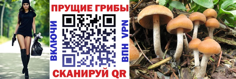 Псилоцибиновые грибы мицелий  Выборг 